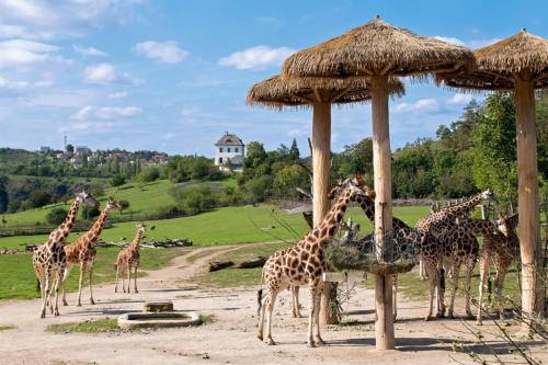 Herd,Of,Giraffes,In,A,Prague,Zoo